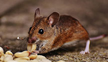 24 Hour & Emergency Exterminators in Norwood Court, MO